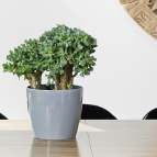 Кашпо MAGNOLIA d25; h22 см;8,48 л св. серый (szary) (п/д 6)