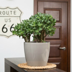 Кашпо MAGNOLIA d15,5; h13,7 см;2,00 л серо-коричневый (taupe) (п/д 17),(п/д 3)