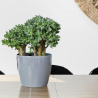 201 Кашпо МАГНОЛИЯ Ø13,5; выс.11,9 см;1,32 л св. серый (szary) (п/д 2)