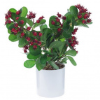 Цветочная композиция "Клюква", L26 W26 H37 см